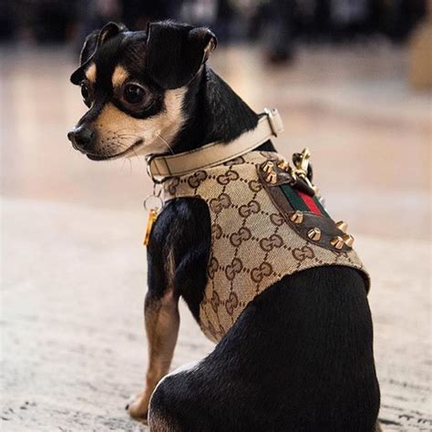 gucci dog print|Gucci dog accessories.